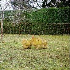 Plasa Gard Electric Pentru Pasari