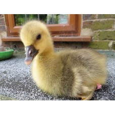 Gâsca TOULOUSE (pui de o zi)