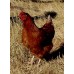 Hibridul FARM COLOR (pui de o zi, rasa mixta)
