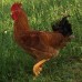 Hibridul FARM COLOR (pui de o zi, rasa mixta)