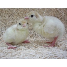 Curcanii CONVERTER (pui de o zi)