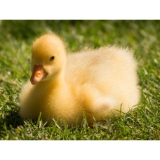 Gâsca UNGUREASCĂ (pui de o zi)