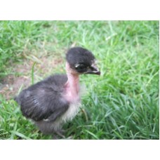 Hibridul GÂT GOLAȘ NEGRU (pui de o zi)