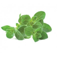 Seminte plic oregano 0.5gr