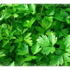 Seminte patrunjel de frunza plain leaved 2 100g