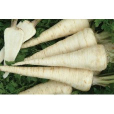 Seminte patrunjel halflange