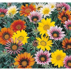 Flori - gazania mix n50