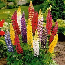 Flori - lupin perene (lupino perene mix)