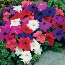 Flori - petunia ibrida mix l241