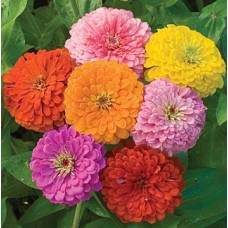 Flori - zinnia gig. Mix l101