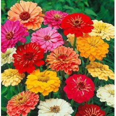 Flori - zinnia mix l489