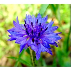 Flori albastrele (centaurea doppia mix)