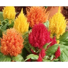 Flori - creasta cocosului nano mix n135 Flori - creasta cocosului nano mix n135