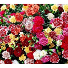 Flori - garoafe mix n100