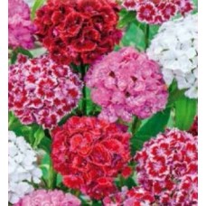 Flori - garofite de gradina mix l564