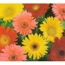 Flori - gherbera gigante mix n51