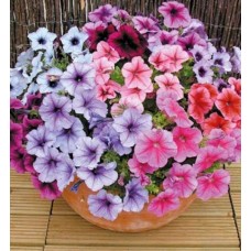 Flori - petunia superbissima mix n121