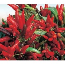 Flori-ardei ornamental (peperoncino or.)