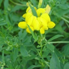 Seminte ghizdei bull sam. punga 1kg