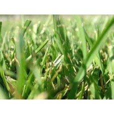 Seminte iarba coasa 10kg