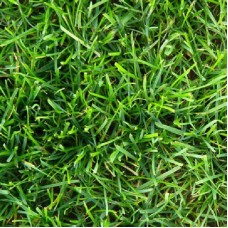 Seminte lolium perenne neruda 1 sam. punga 1kg