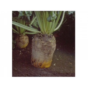 Seminte sfecla furajera ursus poly sam. punga 500 gr