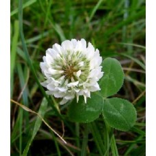 Seminte trifoi alb apolo 25 kg