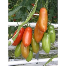 Seminte plic tomate supermarz. f1 250sem