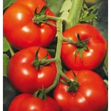 Seminte tomate abellus f1 100 sem Seminte tomate abellus f1 100 sem