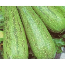 Seminte plic dovlecel grey zucchini 5g Seminte plic dovlecel grey zucchini 5g