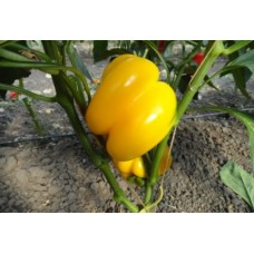 Seminte ardei boia szegedi 80