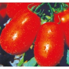 Seminte plic tomate rio grande 1gr