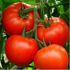 Seminte plic tomate altamira f1 250sem