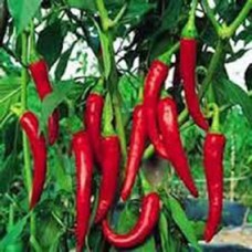 Seminte plic ardei rosu 1g