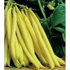 Seminte plic fasole ol. berggold 100g