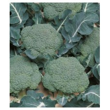 Seminte plic brocoli 3gr