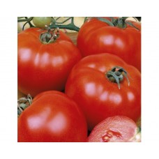 Seminte plic tomate campbell 33 1gr