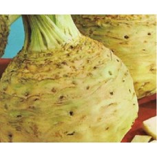 Seminte plic telina di verona 2gr