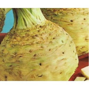 Seminte plic telina di verona 2gr