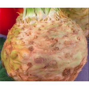 Seminte plic telinagigant prague 2gr