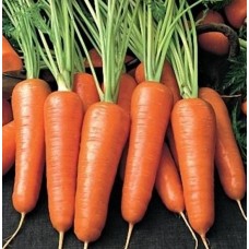 Seminte plic morcov kuroda 5gr Seminte plic morcov kuroda 5gr