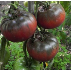Seminte tomate negre noire de crimee