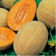 Seminte plic pepene ananas 3gr Seminte plic pepene ananas 3gr