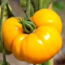 Seminte tomate bacovia