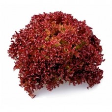 Seminte plic salata lollo red 3gr