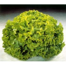 Seminte plic salata lollo 3gr