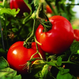 Seminte tomate buzau 47