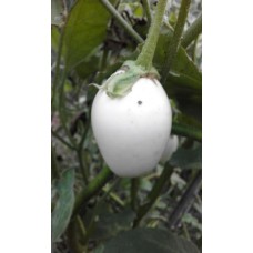 Seminte vinete white egg
