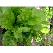 Seminte cutie spanac 500g