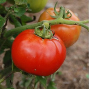Seminte plic tomate sf. pierre 1gr